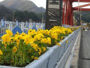 평창읍, 봄맞이 시가지 녹지경관 정비