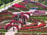 밀양 장미원으로 꽃구경 오세요~