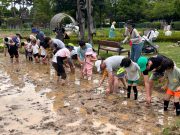 고양시 농업기술센터 & 고양어린이박물관, ‘가와지쌀 모내기 체험’ 추진