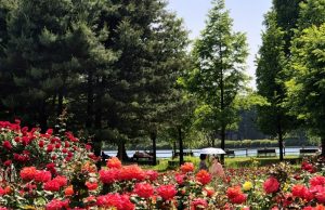 고양시 일산호수공원 장미원 ‘장미꽃 만발’ 관광객 인기