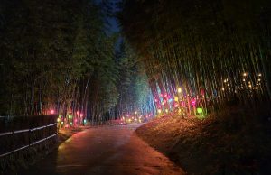 담양군, 제23회 담양 대나무축제 개최