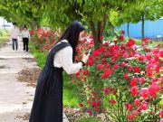 담양군, “장미 향기에 취해 함께 산책해요”