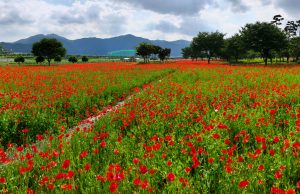 밀양강 둔치, 꽃양귀비의 아름다운 풍경으로 물들다