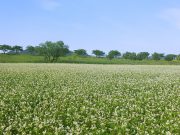 밀양시, 새하얀 메밀꽃이 활짝 반기는 하남읍 명례생태공원의 유혹