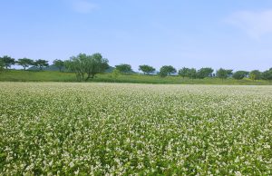 밀양시, 새하얀 메밀꽃이 활짝 반기는 하남읍 명례생태공원의 유혹