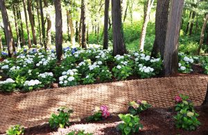 보성군, 망제산 현충공원 편백 숲속의 수국 향기 진동