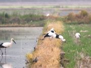 서산버드랜드 황새, 천수만 생태계 일원으로 관리한다