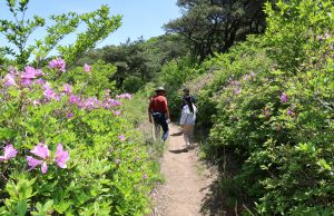 2024년 양산 천성산 철쭉제 개최