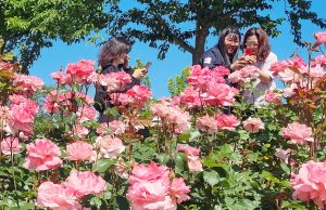 함평 엑스포공원 장미원, 알록달록 장미로 물들다