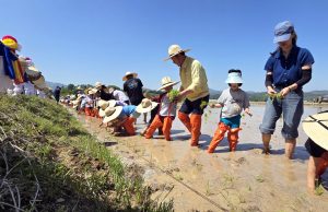 ‘홍천 겨리농경문화 행사 개최