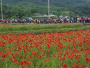 하동 북천 꽃양귀비 축제 개최
