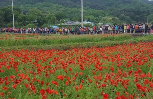하동 북천 꽃양귀비 축제 개최