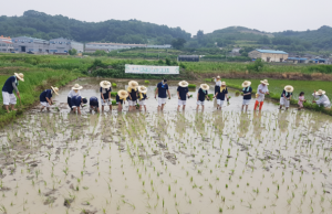 함안생생마실, 함안생생축제 개최