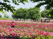 함안군, 칠서 생태공원 청보리·작약 축제 개최
