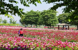 함안군, 칠서 생태공원 청보리·작약 축제 개최