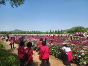 합천 황강변을 아름답게 물들인 작약꽃 관광객 몰려