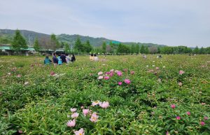 합천군, 작약꽃 봄의 매력 흠뻑 발산