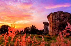 이번 여름에는 시암 튤립 보러 태국, 차이야품으로!