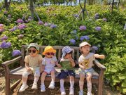 구미시, 다온숲 수국꽃 힐링 명소로 부상