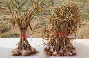 충남도 농기원, ,“생식 적합하고 수량성 높아”