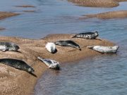 서산 가로림만 모래톱에서 점박이물범 발견