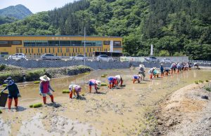 울릉군, 벼농사 모내기로 전통농경문화 체험 행사 개최