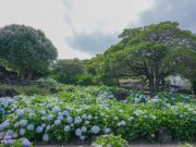 제주 허브동산, 수국 & 아가판서스 축제 개최