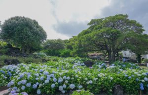 제주 허브동산, 수국 & 아가판서스 축제 개최