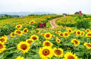 함안군, 강주해바라기 축제 조기 개최한다