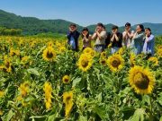 안동시, 낙동강변 따라 해바라기단지 조성