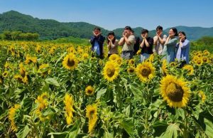 안동시, 낙동강변 따라 해바라기단지 조성