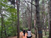 양산시, 웅상체육공원 ‘솔밭황톳길’ 완공