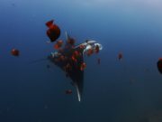 2024 국제해양영화제 개막