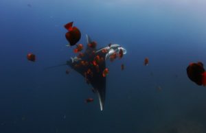 2024 국제해양영화제 개막