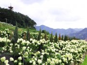 옥천묘목공원, 하얀 수국으로 장식되다