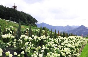 옥천묘목공원, 하얀 수국으로 장식되다