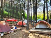 아이와 함께 떠나는 여름휴가, 보성 어때?