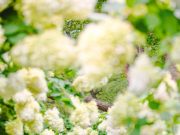 민간정원 죽화경, 제3회 유럽 수국 축제 개최