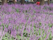 약용작물 맥문동, 조경용 품종 개발 ‘박차’