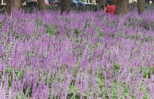 약용작물 맥문동, 조경용 품종 개발 ‘박차’