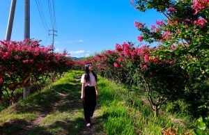 보성군, 진분홍빛 배롱나무 꽃길 인기