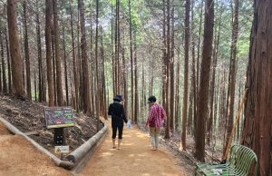장흥군, 억불산 산림욕장 황톳길 ‘맨발걷기’ 인기