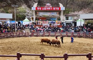 제25회 창녕 전국 상설 민속소힘겨루기대회 개최