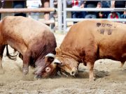 의령 추석맞이 소힘겨루기대회 성황리 개최