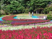 2024 태안 가을꽃박람회 13일 개막