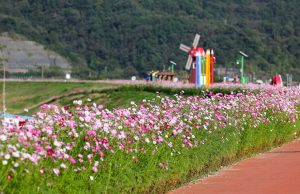 함안군 악양둑방으로 코스모스 나들이 추천