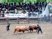 의령, 추석맞이 소힘겨루기대회 개최