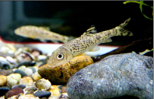 자연유산 어름치 2,000마리 금강으로 방류