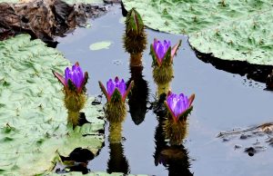 창녕 우포늪, 멸종위기 야생식물 가시연꽃 활짝