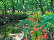 함양 상림공원 ‘추석에는 상림에서 꽃무릇과 함께 힐링해요’